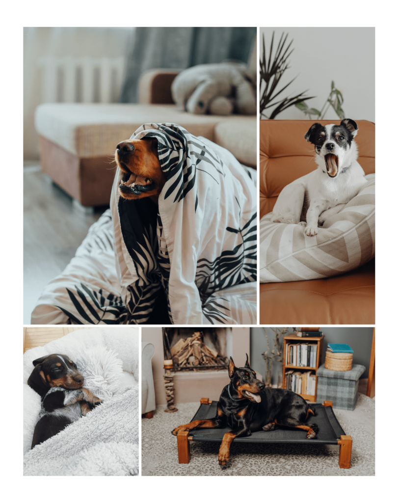 Calming relaxing dogs on dog bed