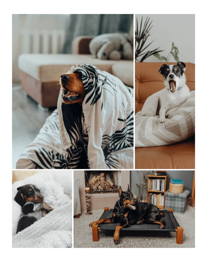 Calming relaxing dogs on dog bed