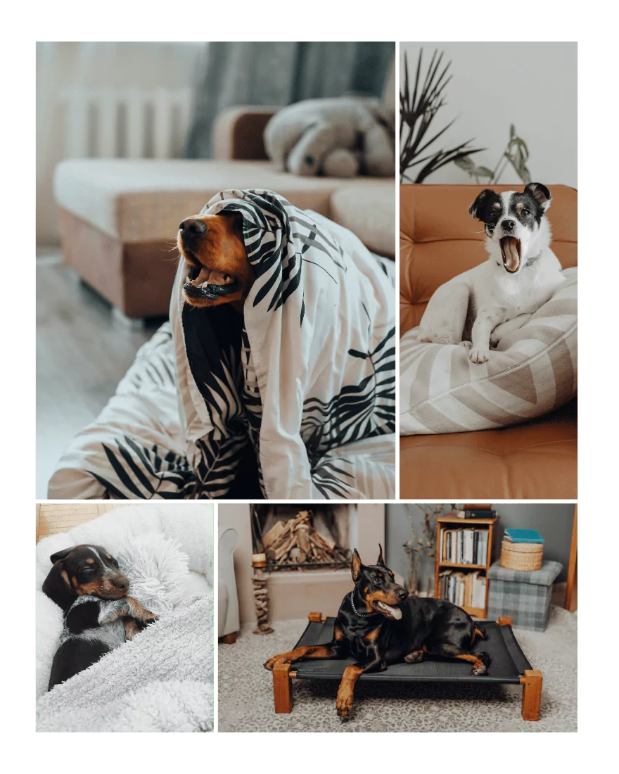 Relaxing dogs lying on their dog beds with dog blankets