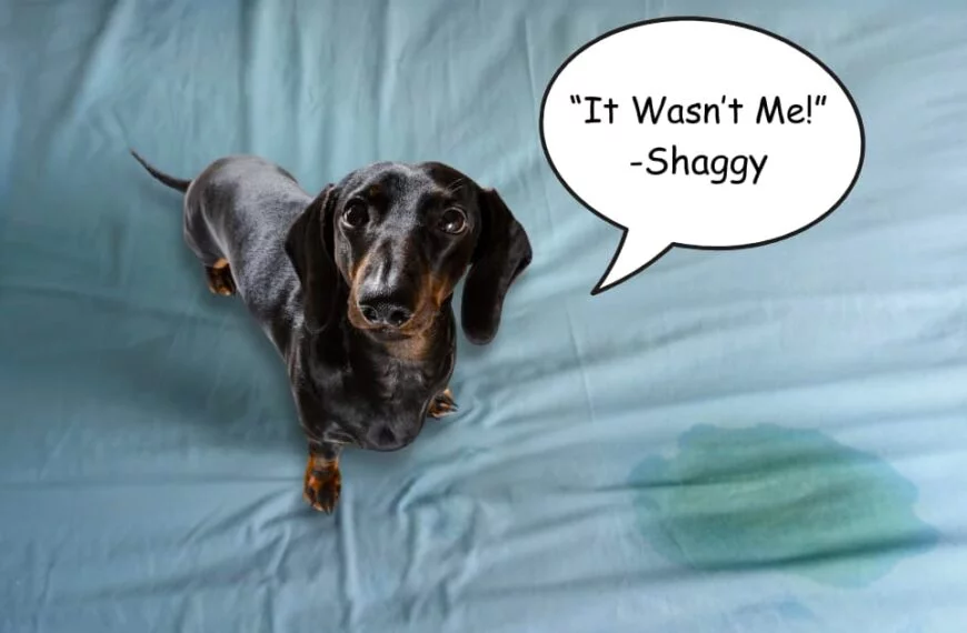 Why is My Dog Peeing on My Bed? 8 Proven Reasons & Solutions