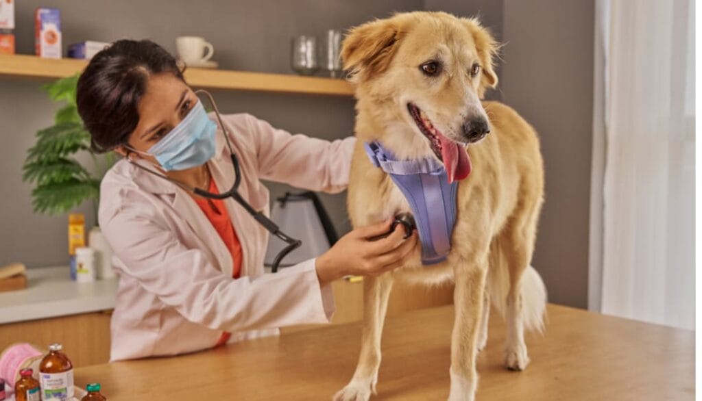 A veterinarian using a stethoscope to examine a golden dog wearing a blue harness during a medical checkup — illustrating the importance of consulting a vet for dogs with unusual urination habits