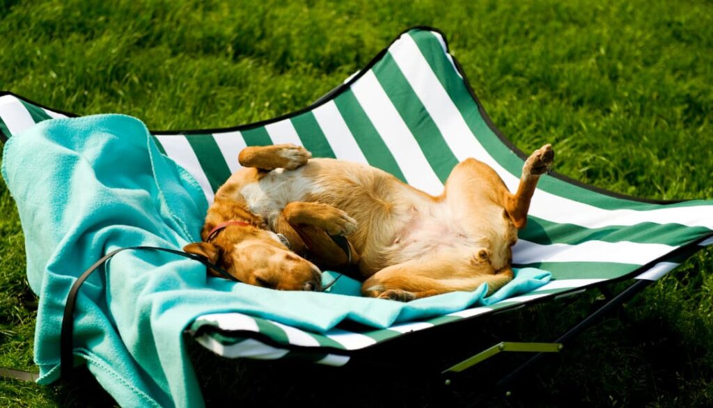 dog lying on outdoor raised dog bed after running around on the grass