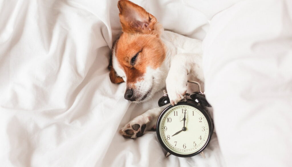 dog sleeping on dog blanket with a clock showing how long dogs sleep each day (about 12 hours)