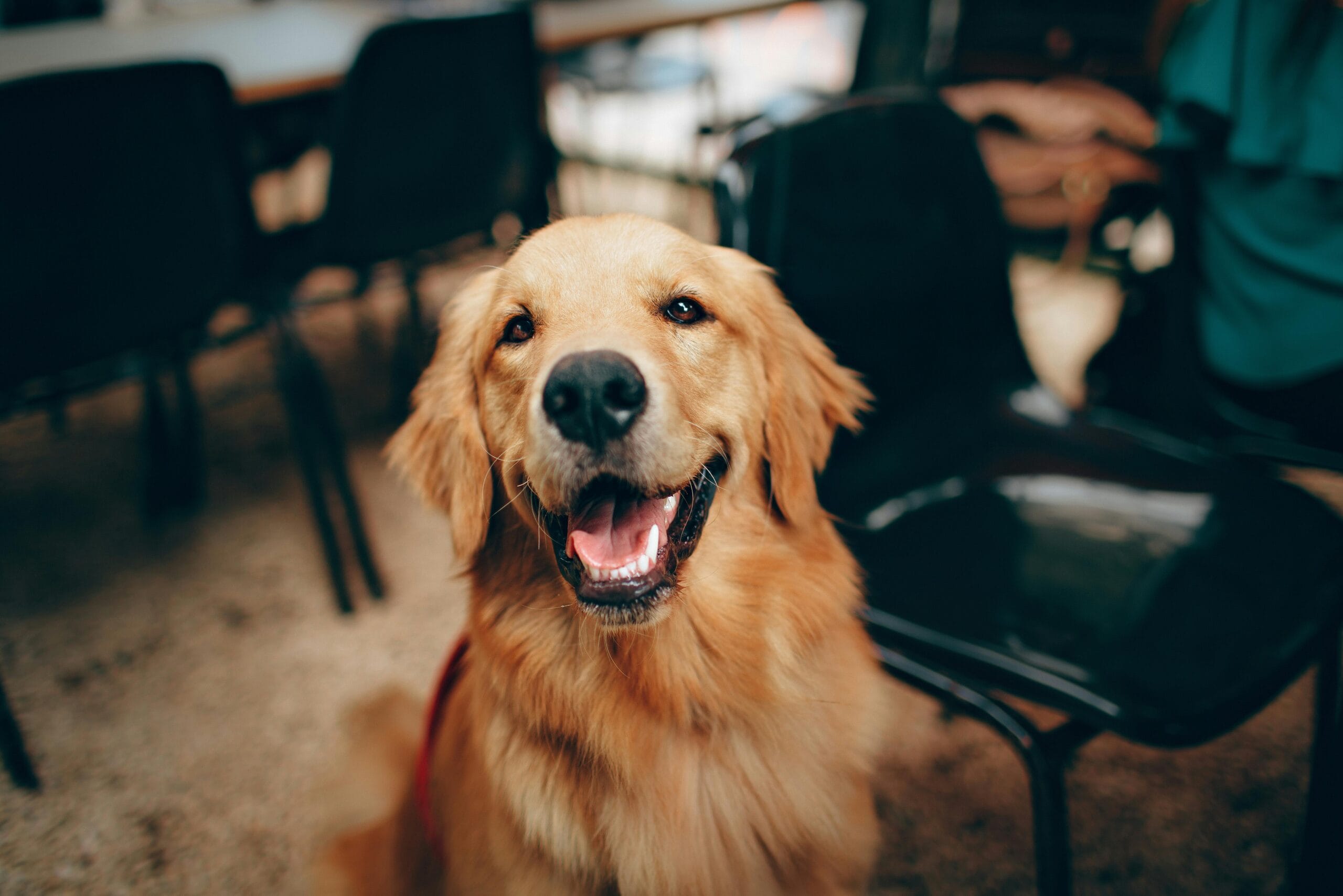 Charming golden retriever dog smiling indoors showcasing its playful and friendly nature