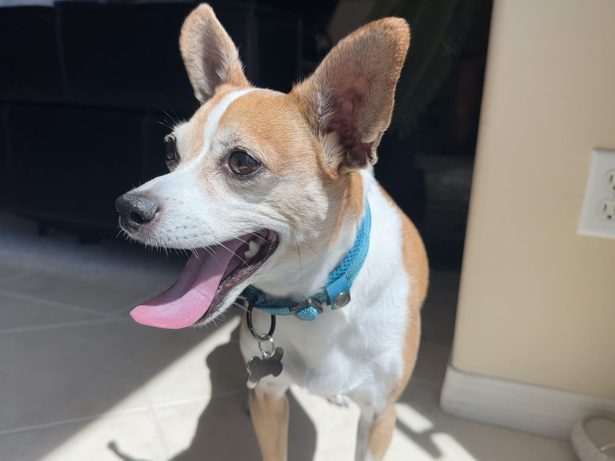 Marlo- my dog Image of my dog Marlo- the inspiration for Calmest Canine.