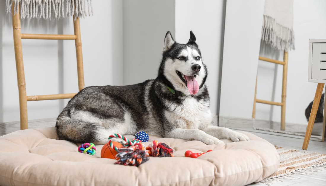 A Siberian Husky lying contentedly on a round donut dog bed surrounded by colorful toys in a bright modern home — illustrating the importance of choosing the right dog bed for your dog's comfort and lifestyle.
