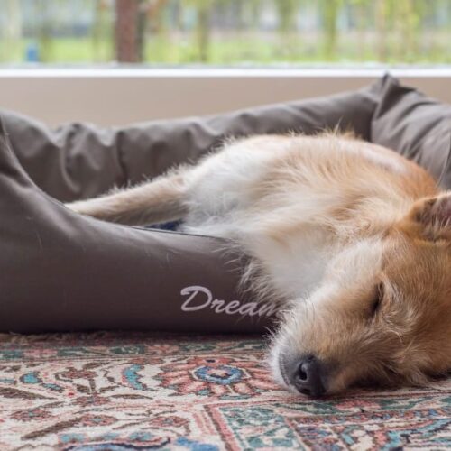 Dog sleeping peacefully in a gray bolster bed by a sunny window