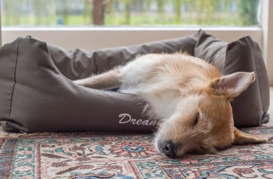 Dog sleeping peacefully in a gray bolster bed by a sunny window