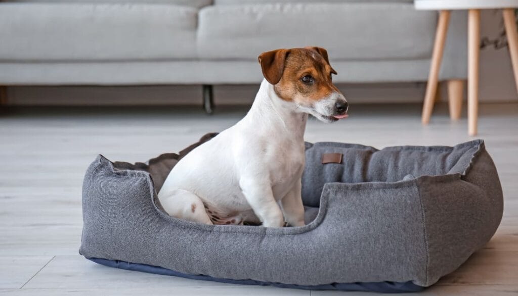 Dog sitting on the new dog bed after adjusting to and becoming comfortable with the new dog bed