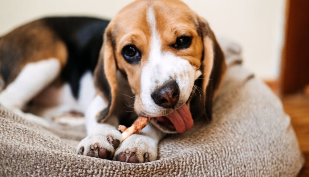 Dog eating a dog treat while laying on their new dog bed