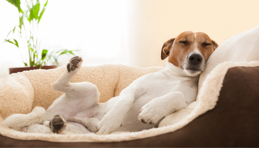 Dog lying comfortably and fully relaxed in their bed