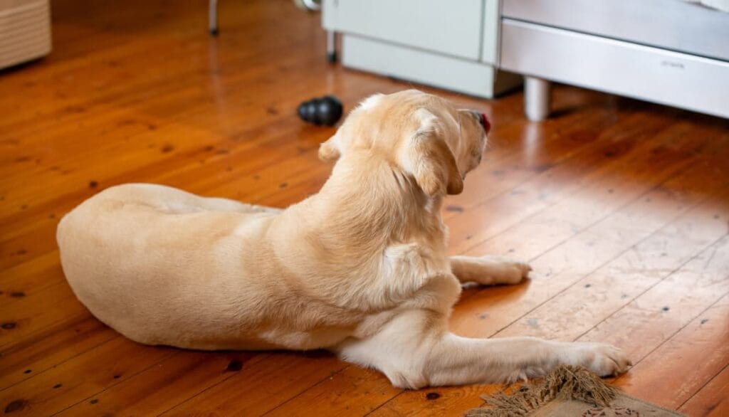Dog lying on cool hardwood floor near an unused dog bed