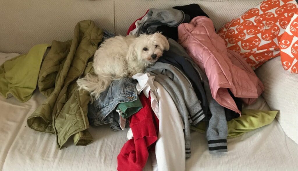 Dog curled up on a pile of laundry instead of their dog bed